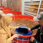 Produksi perikanan Kota Cirebon