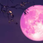 Fenomena Pink Moon
