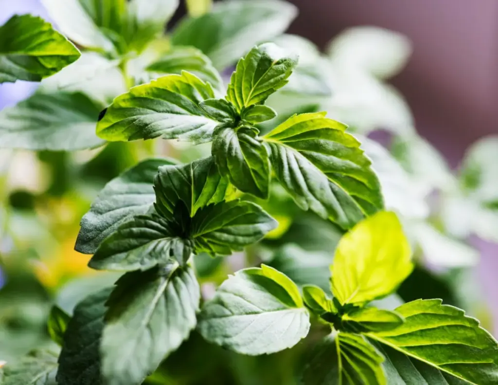 tanaman aroma terapi untuk di rumah