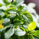 tanaman aroma terapi untuk di rumah