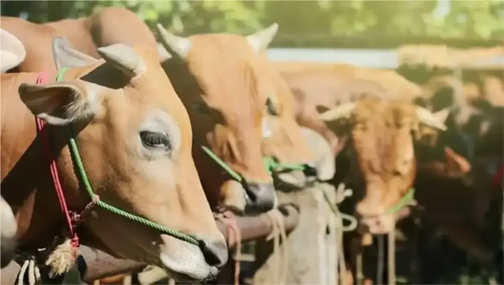 Harga kambing qurban 2026 Cirebon  