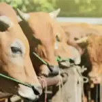 Harga kambing qurban 2026 Cirebon  