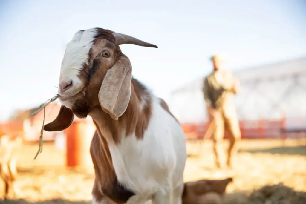 harga kambing kurban 2026 cirebon