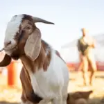 harga kambing kurban 2026 cirebon